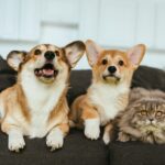 Who Gets the Pets in a Cerritos Divorce?