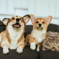 Who Gets the Pets in a Cerritos Divorce? Who Gets the Pets in a Cerritos Divorce?